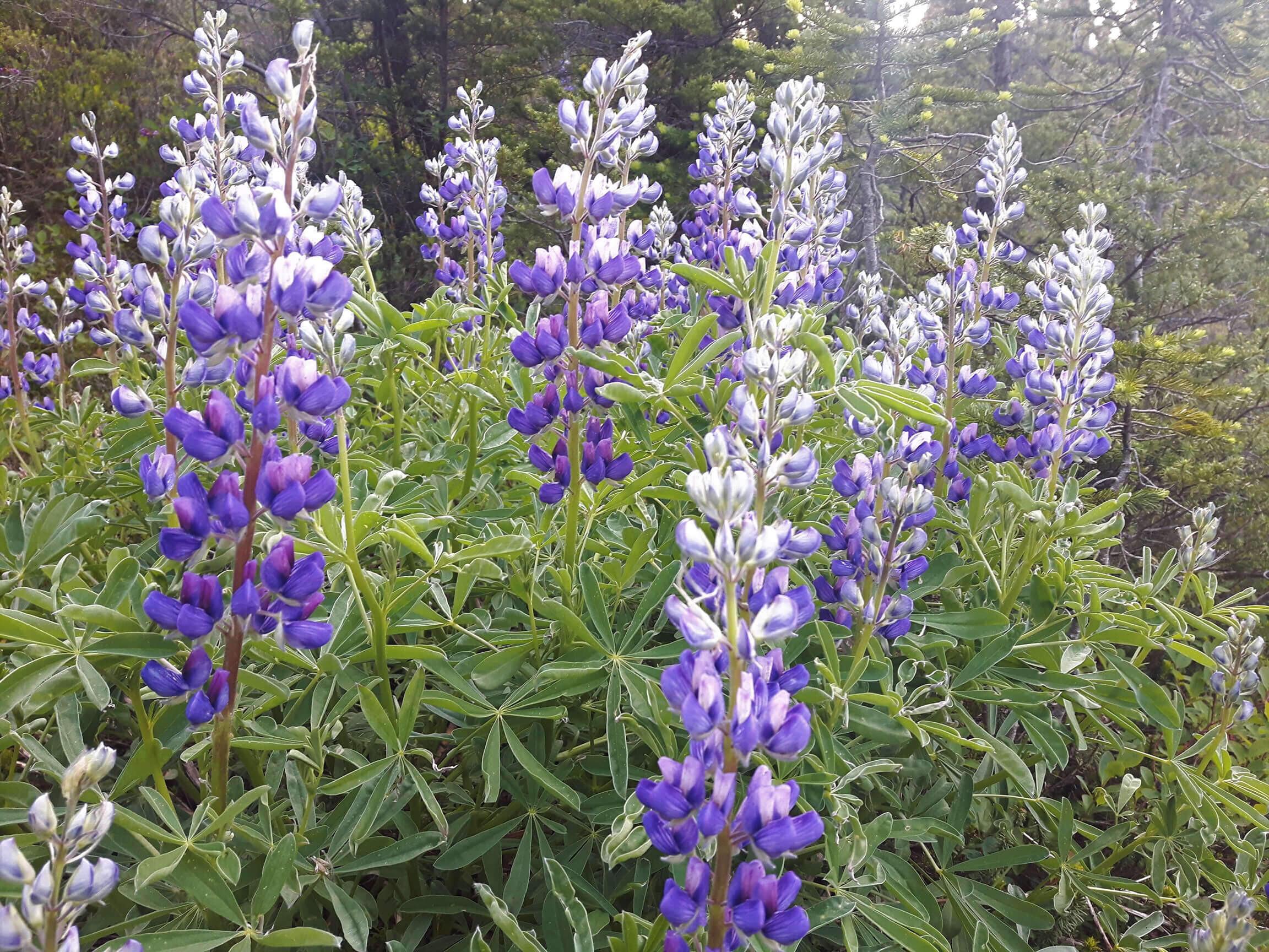 Comox Valley Horticultural Society