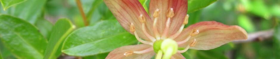 Comox Valley Nature