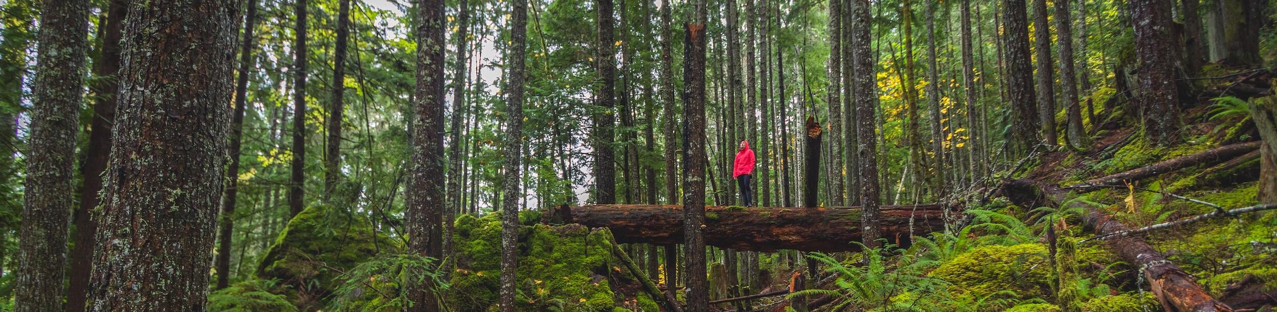 The Village of Cumberland