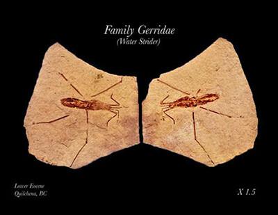 Vancouver Island Paleontological Society